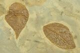Wide Plate with Two Fossil Leaves (Zizyphus) - Montana #269351-2